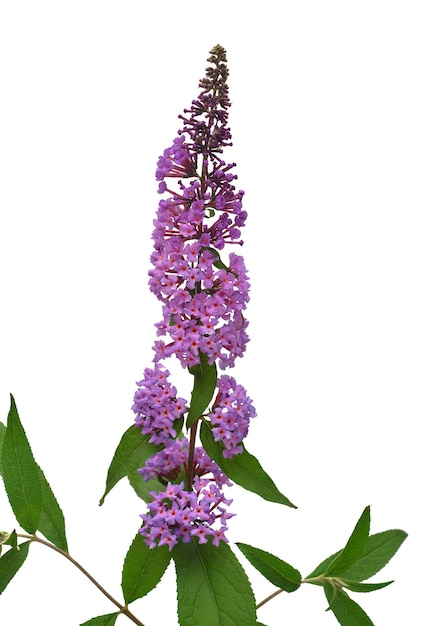 흰색 배경에 고립 된 보라색 buddleja 꽃 평면 위치 상위 뷰