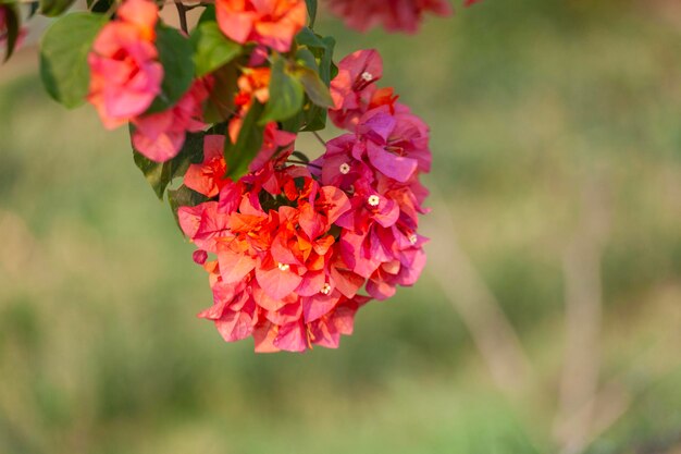 紫のバゲンビルの花