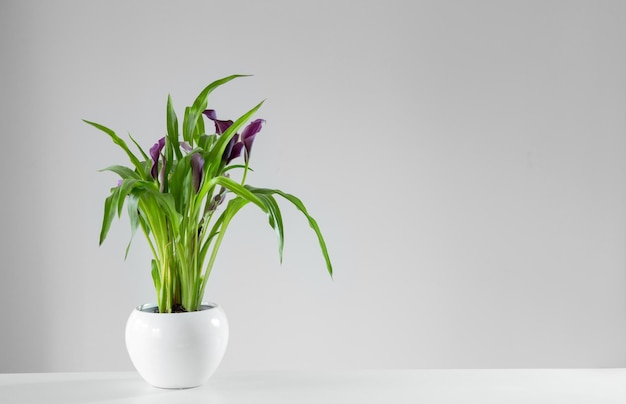写真 白い背景の花瓶に紫のカラの花