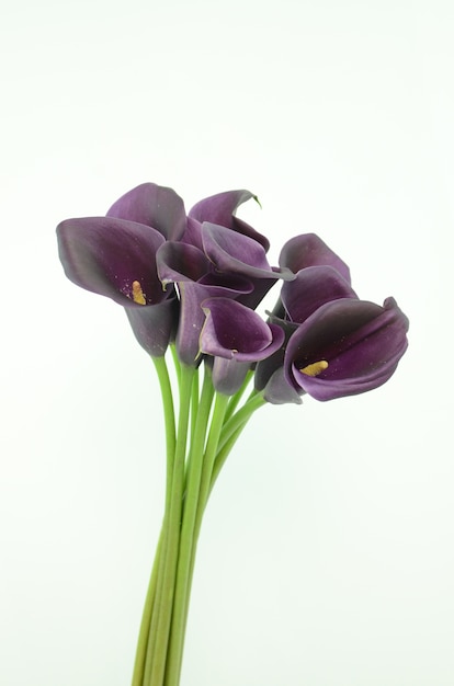 Purple calla lily flower on a white isolated background