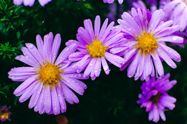 Foto camomiles viola con gocce di rugiada sullo sfondo della natura copia spazio vuoto per il testo