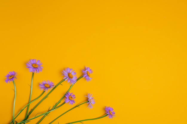 Purple camomiles on yellow