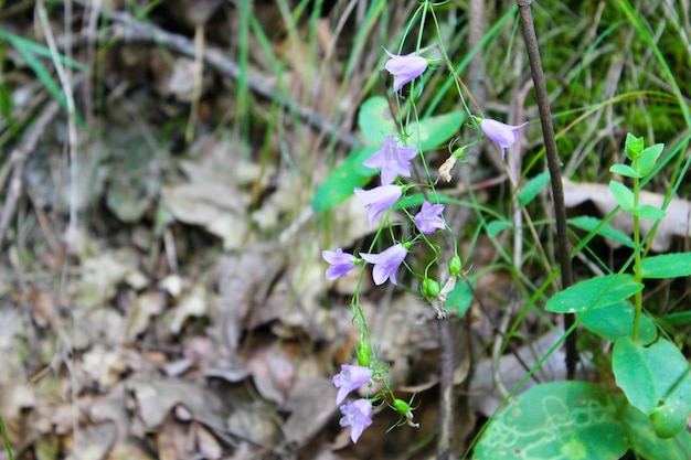 Фиолетовые цветки колокольчика в лесу