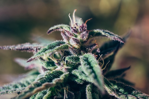 Purple cannabis plants cultivation buds in trichomes