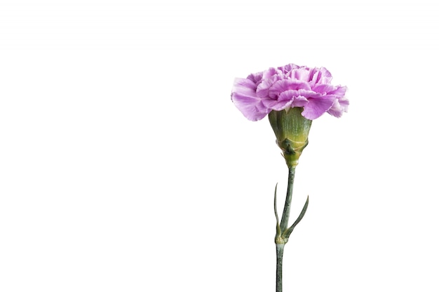 Purple carnation on a white background