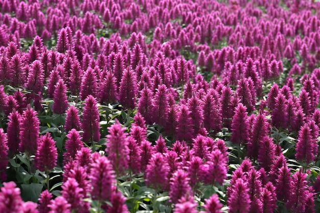 Purple celosia flowers in the garden Abstract background