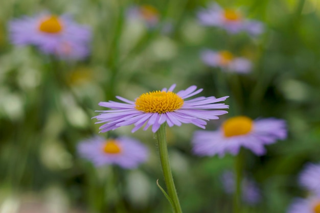 クローズ アップと庭の紫のカモミールの花