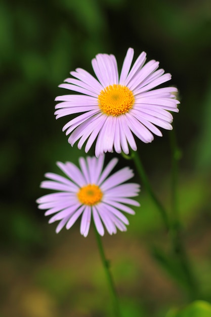 Purple chamomile