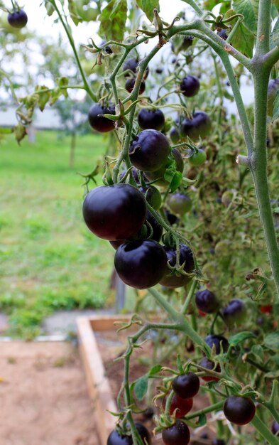 Purple cherry tomatoes grown by farmers in a greenhouse close-up.