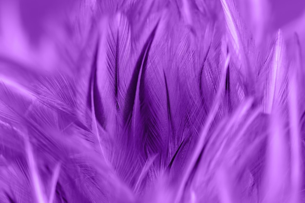 Purple chicken feathers in soft and blur style for background