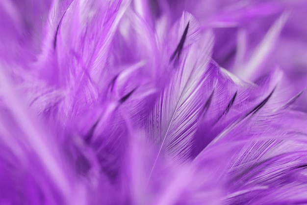 紫色の鶏の羽毛のソフトとぼかしスタイル