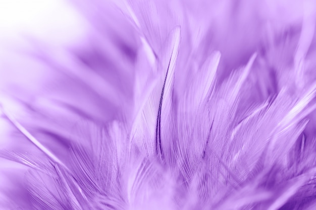 Purple chicken feathers in soft and blur style for background