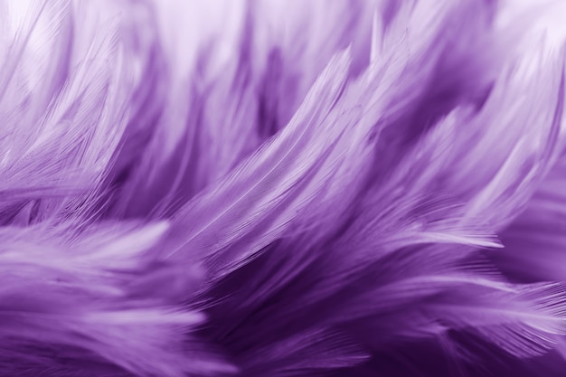 Purple chicken feathers in soft and blur style for background