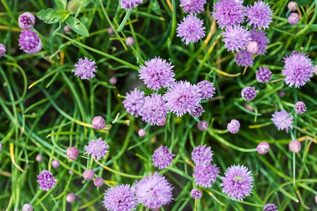 Purple chives in the garden View from above