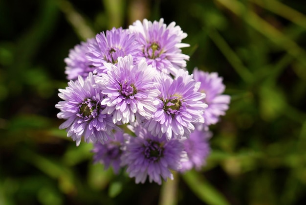ぼかした背景と美しい自然の花を持つ庭の紫色の菊の花