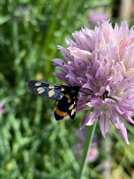 Photo purple chrysanthemum with bee