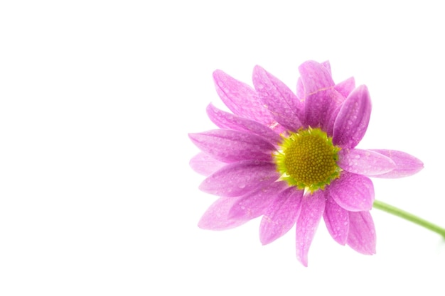 A purple chrysanthemum