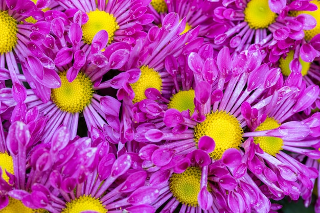 I crisantemi viola fioriscono nel giardino