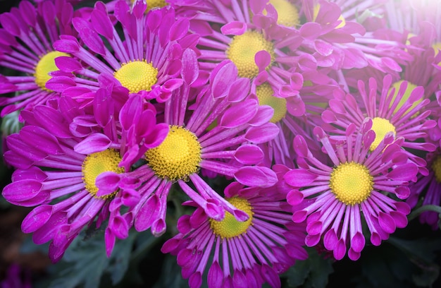 Purple chrysanthemums flower with sunlight in the garden