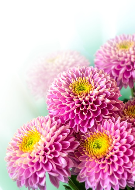 Purple chrysanthemums flowers with copy space vertical