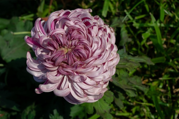 The purple chrysanthemums in the park are in bloom