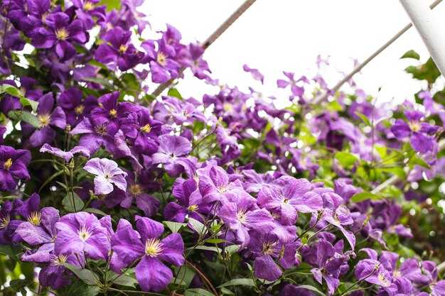 Purple clematis on the arch in the garden