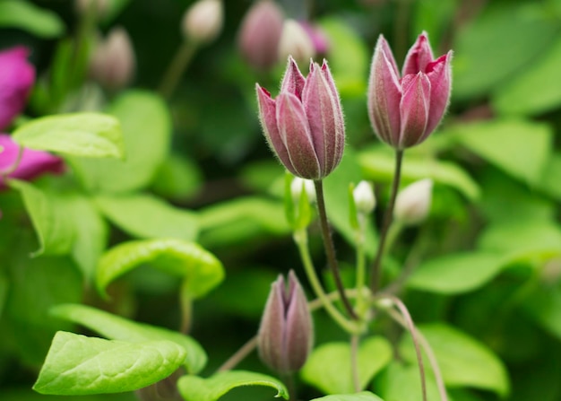 庭の紫色のクレマチスの花4