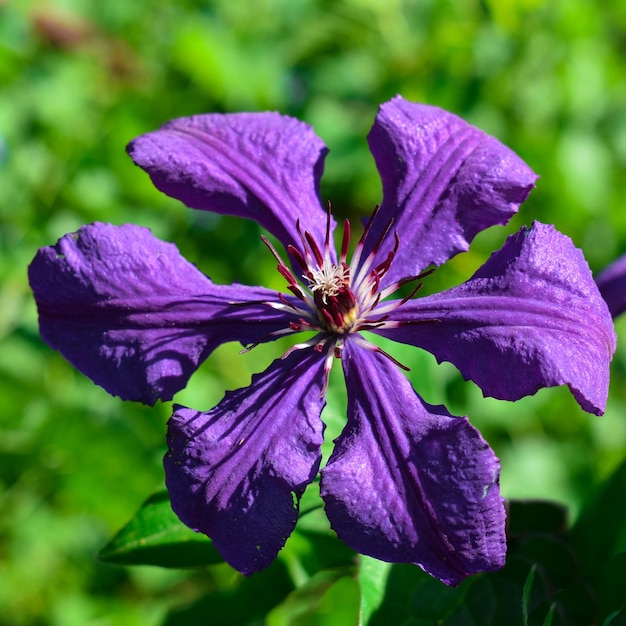 Fiore viola clematis al sole su uno sfondo di foglie verdi