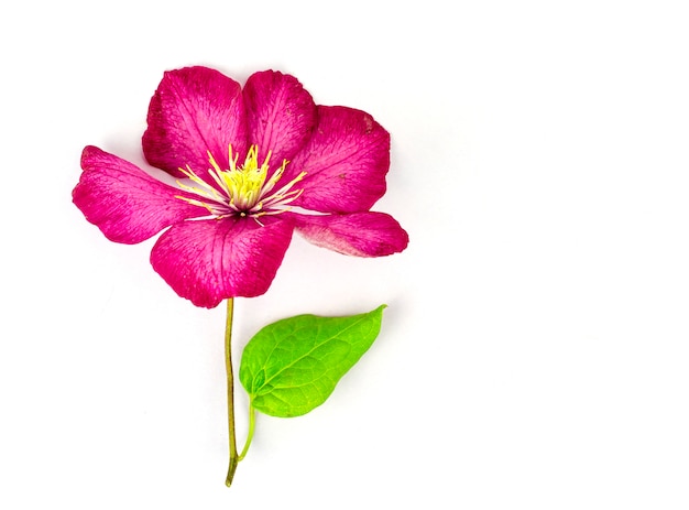 Purple clematis flower