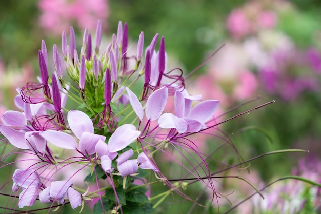 자주색 Cleome spinosa 또는 거미 꽃.