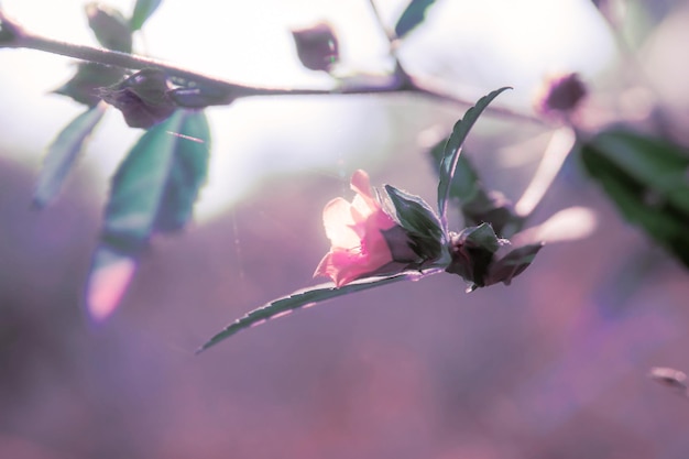 Purple color flower at sunlight