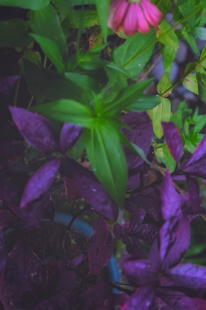 Foto colore viola