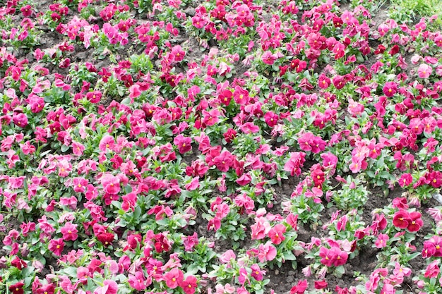 紫色のパンジーのクローズアップ。ビオラの花が咲く花壇