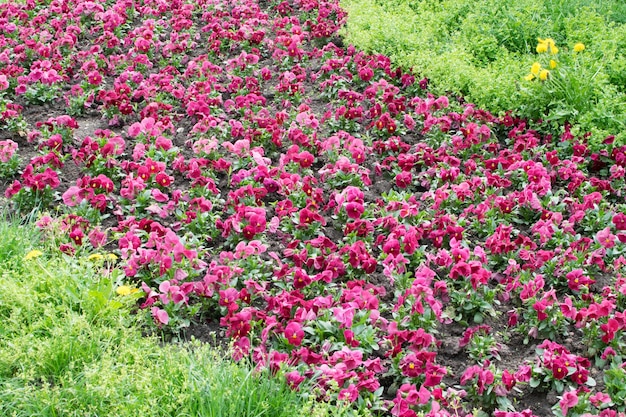 紫色のパンジーのクローズアップ。ビオラの花と花壇