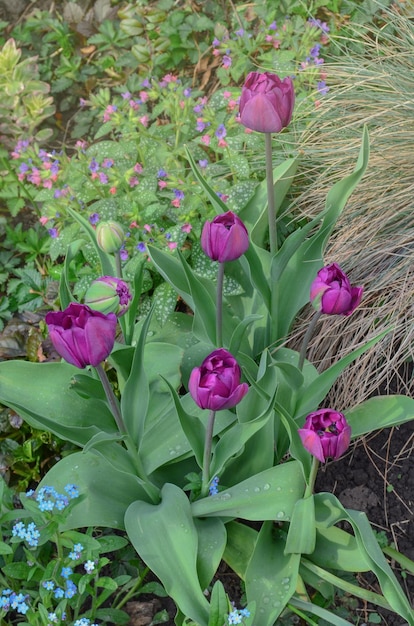 Purple colored tulip flowers in spring field Purple bright tulip Blue Ribbon