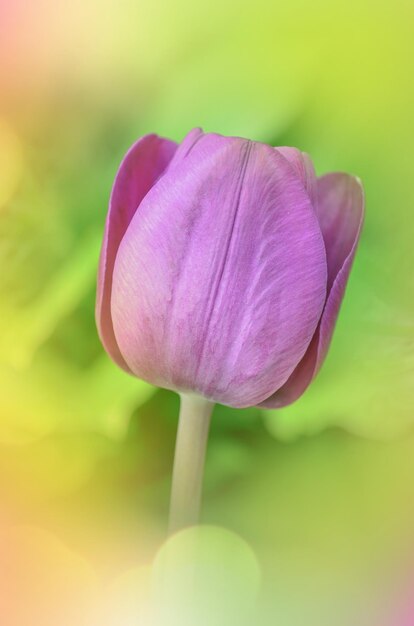 Purple colored tulip flowers in spring field Purple bright tulip Blue Ribbon