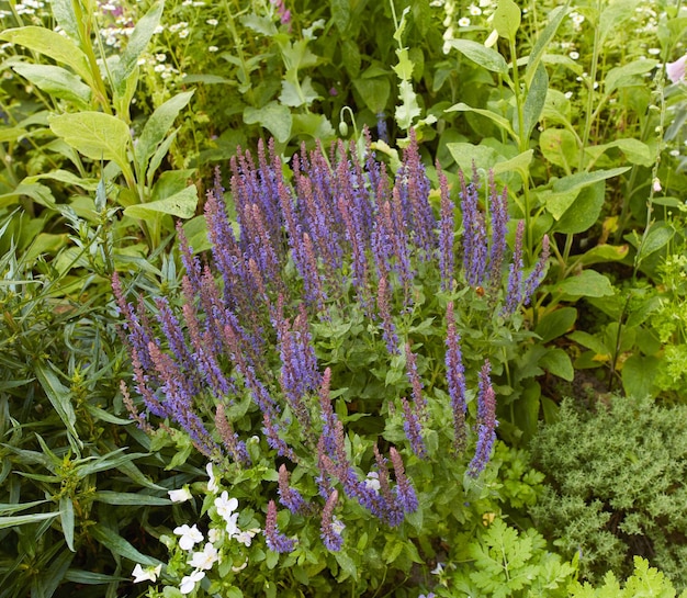 Fiori primaverili viola colorati e vivaci che sbocciano in un giardino o cortile di casa verde lussureggiante struttura del primo piano e dettagli di piante di salvia boschiva che fioriscono in un cortile paesaggistico come flora decorativa