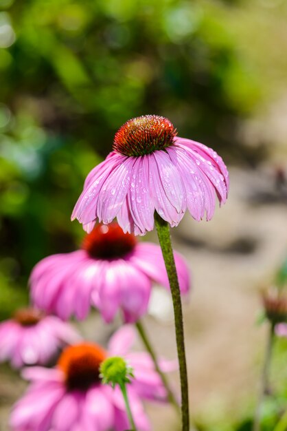 Фиолетовый эхинацея (Echinacea purpurea) популярное растение для привлечения медоносной пчелы