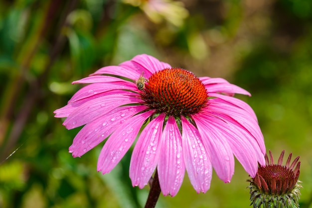 Фиолетовый эхинацея (Echinacea purpurea) популярное растение для привлечения медоносной пчелы