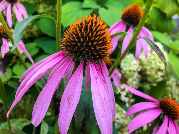 写真 花壇の紫色のコーンフラワーの花は、ピンク色の花が成長し、中心部は黒く、花粉は黄色です