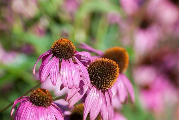 보라색 Coneflowers Echinacea 근접 촬영 선택적 초점