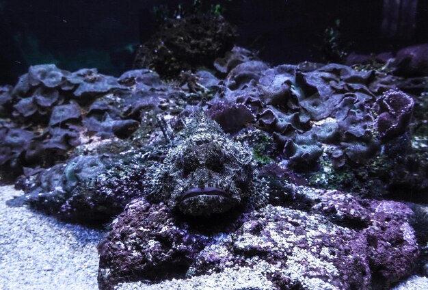 Foto la barriera corallina viola sulla sabbia bianca