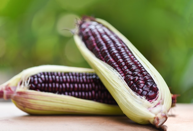 Purple corn fresh on cob on wooden 