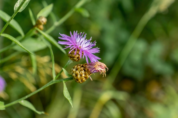 purple Cornflower on green background