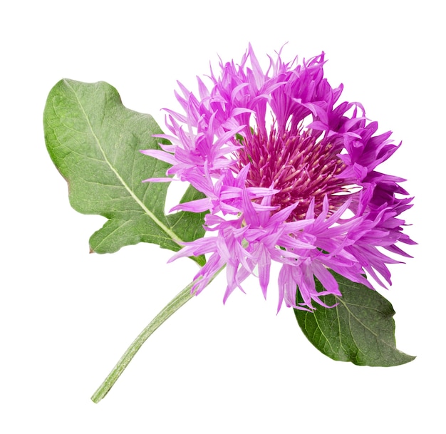 Photo purple cornflower isolated on white. clipping path