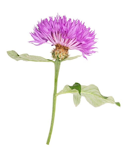 Purple cornflower isolated on white. Clipping path