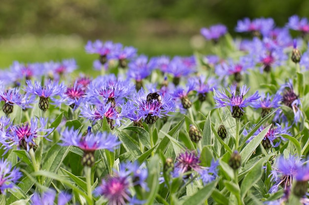 Foto fiori di mais viola fioriscono in una radura in primavera un'ape si siede su un fiore