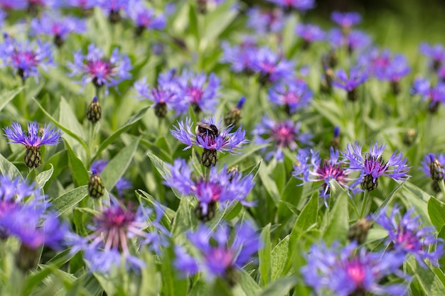 写真 紫のトウモロコシの花が開花する 春に蜜蜂が花の上に座る