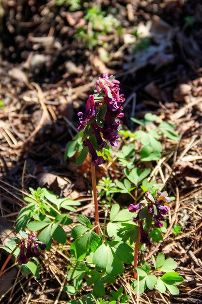 Purple corydalis flowers in forest at spring