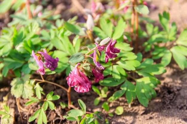 春の森の紫色のコリダリスの花